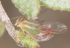 Acyrthosiphon kondoi