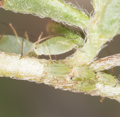 Acyrthosiphon kondoi