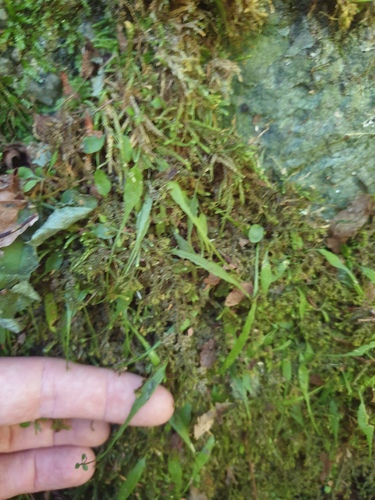 Asplenium ruprechtii