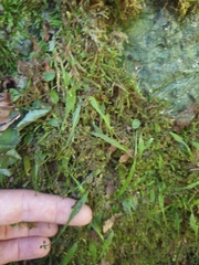 Asplenium ruprechtii