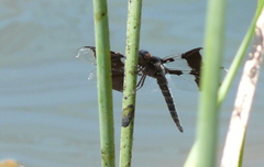 Plathemis lydia