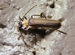 Podabrus flavicollis