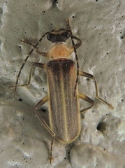Podabrus flavicollis