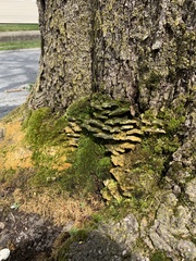 Rigidoporus populinus