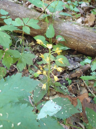 Oreorchis patens, photograph 3