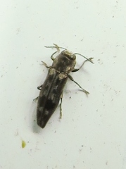 Agrilus lecontei
