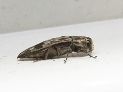 Agrilus lecontei