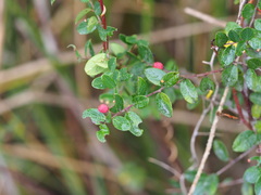Berchemia lineata, photograph author not stated, no rights reserved
