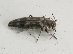 Agrilus lecontei