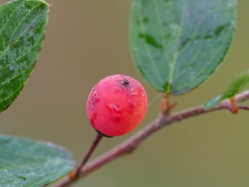 Berchemia lineata, photograph 3
