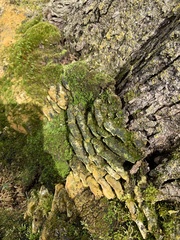 Rigidoporus populinus