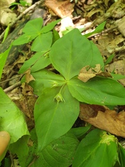 Pseudostellaria heterophylla