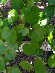 Vitis rotundifolia