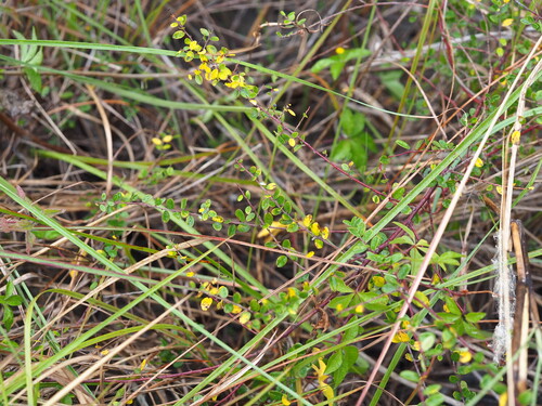 Berchemia lineata, photograph 4