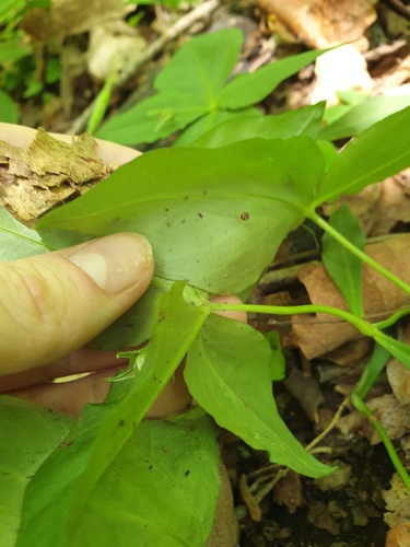 Pseudostellaria heterophylla, photograph 2