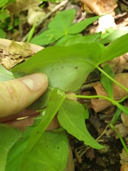 Pseudostellaria heterophylla, photograph author not stated, no rights reserved