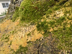 Rigidoporus populinus