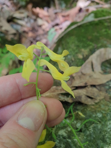 Corydalis speciosa, photograph 1