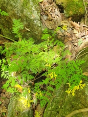 Corydalis speciosa, photograph author not stated, no rights reserved