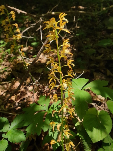 Oreorchis patens