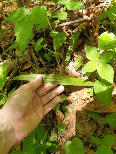 Oreorchis patens, photograph 2