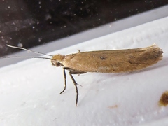 Ypsolopha unicipunctella
