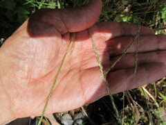 Gaudinia fragilis, photograph (c) zebedeugalinha, some rights reserved (CC BY)