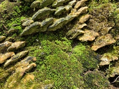 Rigidoporus populinus