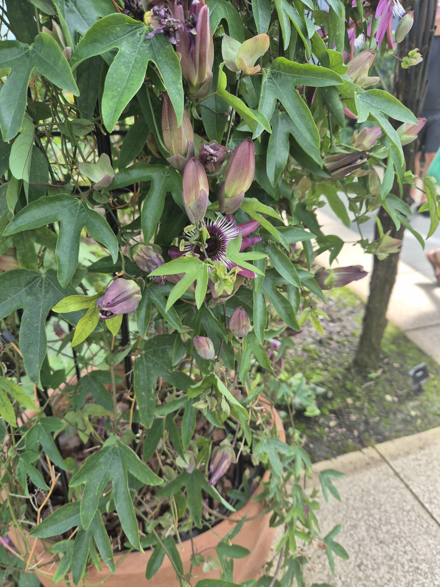 Purple passionflower