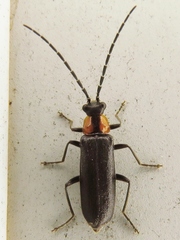 Rhagonycha lineola