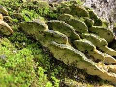Rigidoporus populinus