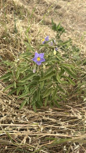 silverleaf nightshade