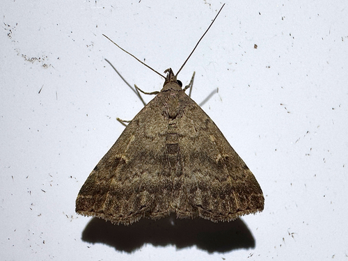 Florida Tetanolita Moth photo 5