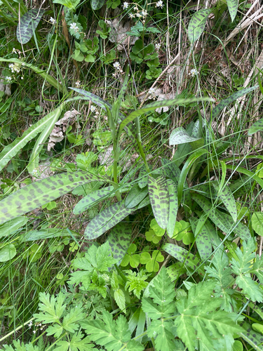 Common Spotted Orchid