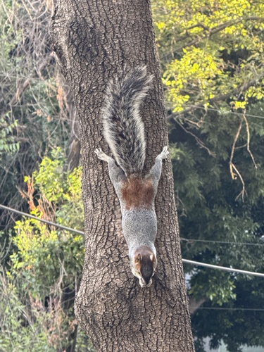 Red-bellied Squirrel