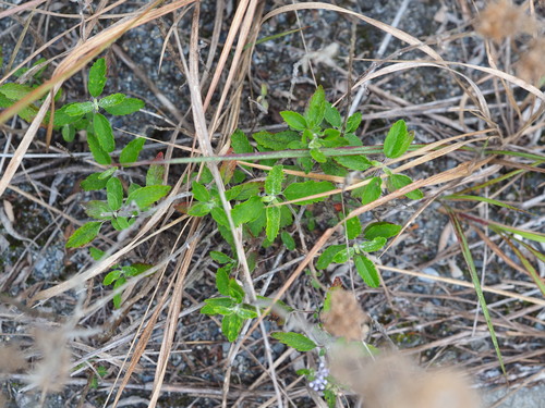Caryopteris incana, photograph 2