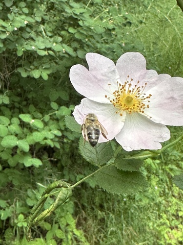 Western Honey Bee