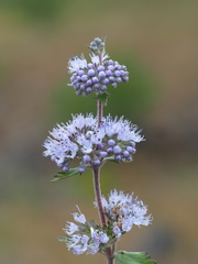 Caryopteris incana, photograph author not stated, no rights reserved