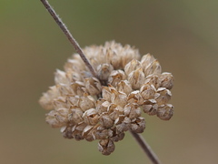 Caryopteris incana, photograph author not stated, no rights reserved