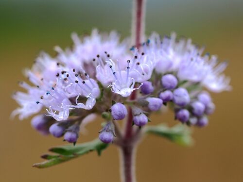Caryopteris incana