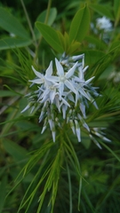 Amsonia ciliata