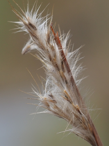 Saccharum formosanum (Saccharum formosanum)
