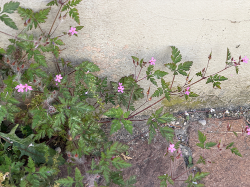 Herb Robert