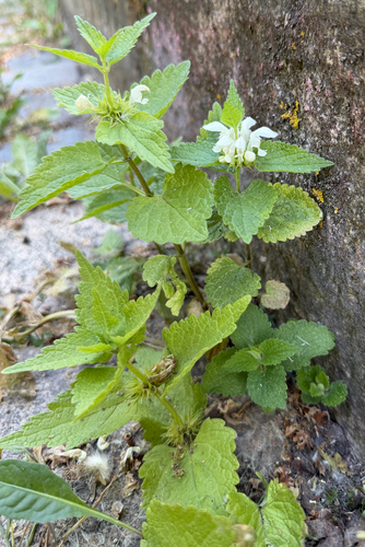 White deadnettle
