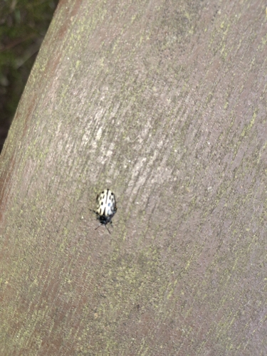 Spotted Willow Leaf Beetle