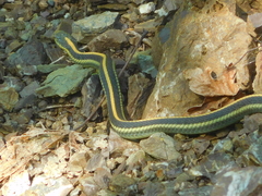 Thamnophis atratus