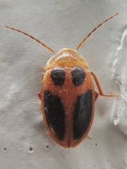 Sacodes pulchella