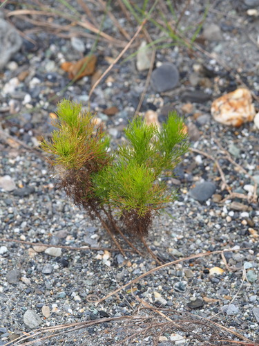 Artemisia capillaris, photograph 3
