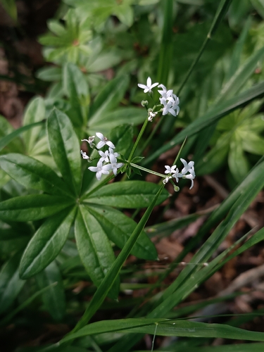 Sweet Woodruff