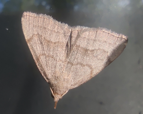 Common Fan-foot